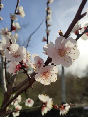 Весенний сад | Пикабу