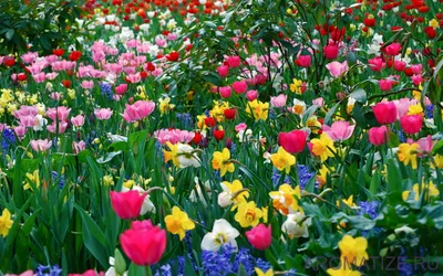 Красивые весенние цветы, расцветающие в солнечный теплый день, цветут в  городе с цветком Стоковое Фото - изображение насчитывающей завод, макрос:  158453472
