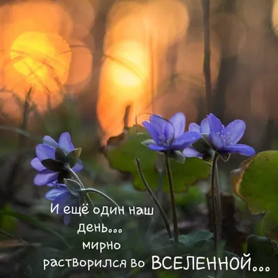 Pin by Елена on Весенний вечер | Clever quotes, Quotes, Picture