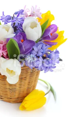 Угадайте весенние цветы по картинкам! — Teletesto: тесты, викторины и видео  для самых любопытных