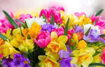 Картинки по запросу обои для рабочего стола весенние цветы скачать  бесплатно | Весна, Весенние цветы, Посадка