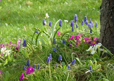 ТОП-11 самых популярных весенних цветов и кустарников | Садовый рай 🌱 |  Дзен