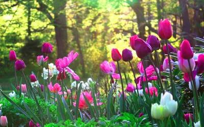 Топ-9 прекрасных весенних цветов: что посадить на клумбе или участке