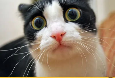 Водолазка для кошек OSSO-Fashion Веселые коты р. XL бежевый купить в  интернет-магазине Бетховен