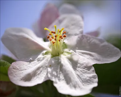 Скачать обои цветы, цветение, весна, сирень, flowers разрешение 1280x1024  #165466