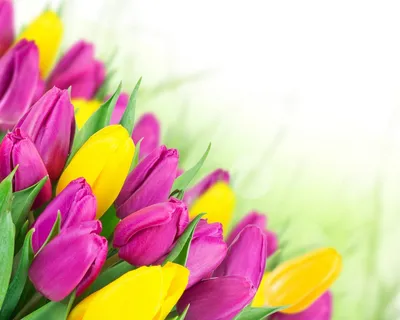 Download wallpaper spring, Flowers, garden free desktop wallpaper in the  resolution 1280x1024 — picture №198940