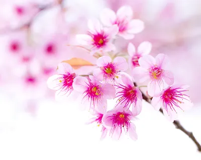 New Spring Flowers 2560 x 1600 widescreen Wallpaper