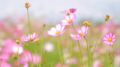 Красивые весенние цветы (95 фото) - 95 фото