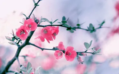 Скачать обои цветение, весна, Gаbor Adonyi, яблоня, раздел цветы в  разрешении 1440x900 | Цветение, Цветение вишни, Цветы