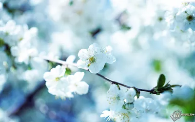Картинки вишня, река, деревья, цветение, закат, пейзаж, весна, сакура,  цветущая сакура - обои 1440x900, картинка №167707