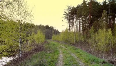 Здравствуй, весна! Апрель в Удельном парке. | Прогулки по городу