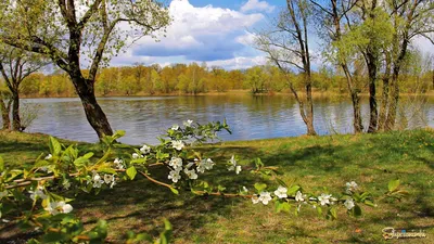 весна,апрель,река,камыш,дождик | Натуральный, Пейзажи, Фото обложки