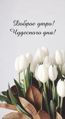 Olgа🌺🌿 on X: "@PluzPrizma Доброе утро, Люда! 🤗😘🌸🌿☀️  /FiXIBomxs0" / X