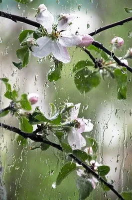 Дождливая, влажная погода: 5 советов укращения непослушных прядей | Spring  rain, Rain wallpapers, China rain