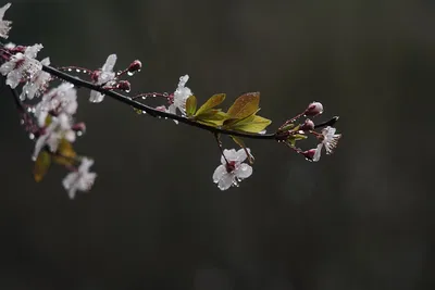 Весенние дожди (Елена Зарядова) / Стихи.ру