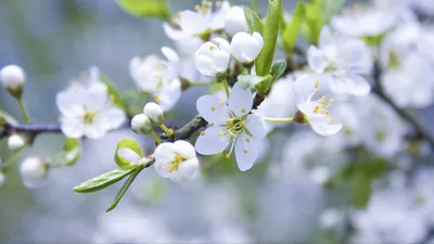Скачать 1920x1080 весна, ветка, яблоня, цветущая обои, картинки full hd,  hdtv, fhd, 1080p