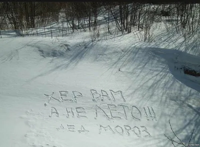 Весна. Берёзы. Юмор в стиле начала нулевых | Пикабу