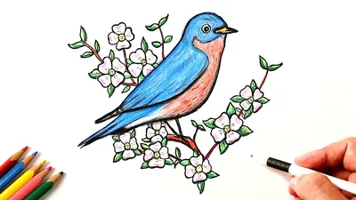 How to draw Spring - YouTube