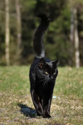 Весна! Коты на деревьях расцветают :) | Без кота и жизнь не та | Фотострана  | Пост №622576059