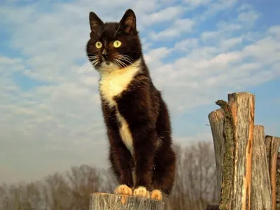 Выставкой «Джаз! Коты! Весна!» НЦСИ объявил о наступлении нового сезона