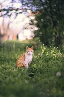 Весна пришла. Распустились коты на деревьях... | Пикабу