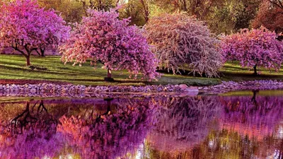 Картинка природа, весна, красиво, речка, отражение, природа, деревья  1920x1080 скачать обои на рабочий стол бесплатно, фото 150493