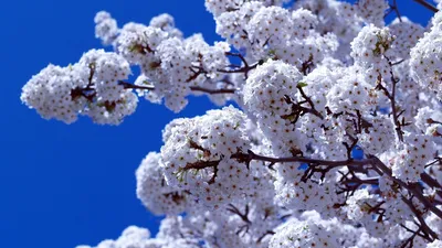 Красивые цветы в лесу - Весна - Природа - Картинки на рабочий стол