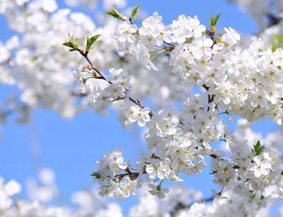 Весна Май Красота - Бесплатное фото на Pixabay - Pixabay