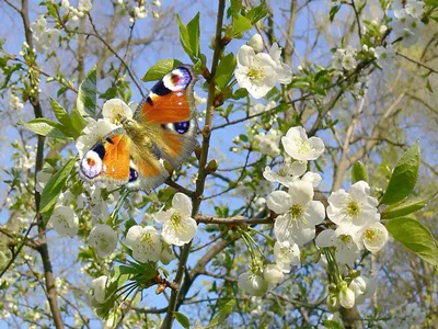 Елена | Весна... май...🌸❤️один раз в год сады цветут 🌸🌸🌸 | Дзен