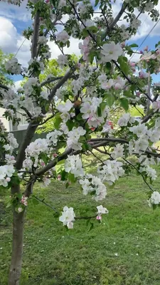 Весна, солнце, май» — создано в Шедевруме