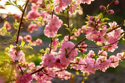 Май Весна Цветение - Бесплатное фото на Pixabay - Pixabay