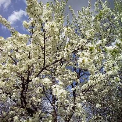 Обои цветение, весна, май, вишня картинки на рабочий стол, раздел природа -  скачать