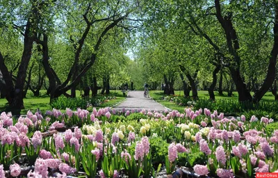 Весна. Май.. Фотограф Ирина Лебедева