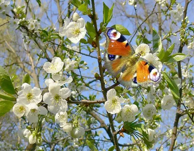 Весна май природа - красивые фото