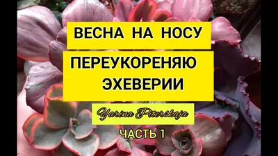 Картинка весна на носу - 77 фото