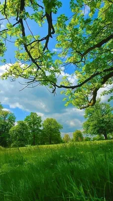 МОИ ЛЮБИМЫЕ ВЕСЕННЕЕ ОБОИ (на телефон и ноутбук) | Pretty landscapes, Field  wallpaper, Spring wallpaper