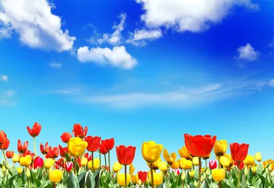 Природа, Весна - Красивые Бесплатные фото обои для рабочего стола windows  #12
