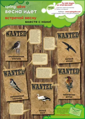 Весна идёт: как изменилось поведение птиц в начале марта | Маленькие  открытия | Дзен