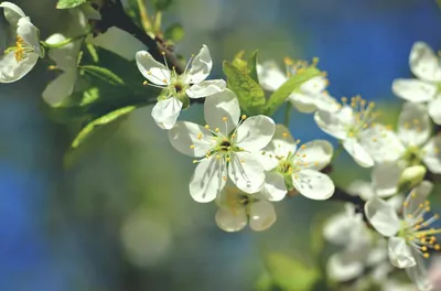 картинки : весна, природа, дерево, Красочный, ветви, цветущее растение,  цветок, цвести, филиал, лепесток, срезанные цветы, Макет апельсина  5054x3369 - Konevi - 1606166 - красивые картинки - PxHere