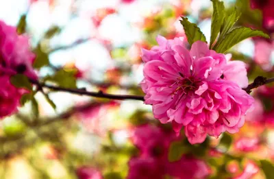 Картинки весна природа красивые (69 фото) » Картинки и статусы про  окружающий мир вокруг