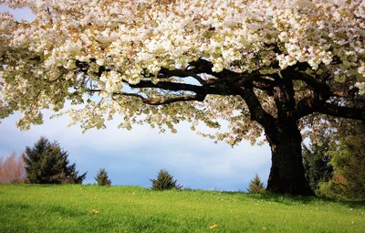 Картинка природа, весна, цветы, landscapes, деревья, небо, пейзажи, солнце,  skies, trees, Sun, flowers, nature, spring 1600x1200 скачать обои на  рабочий стол бесплатно, фото 68074