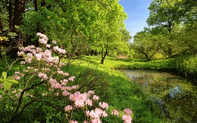 Картинки голландия Keukenhof Весна Природа Тюльпаны Пруд Парки