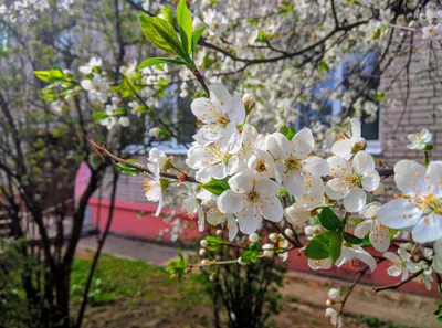 Весна идёт весне дорогу - фото и картинки: 65 штук