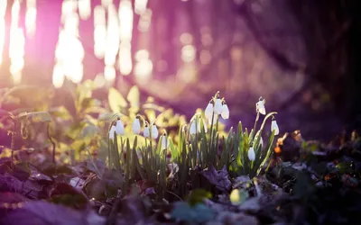 Картина маслом Весна пришла Весенний пейзаж Весенний лес – заказать на  Ярмарке Мастеров – L8HGQRU | Картины, Санкт-Петербург