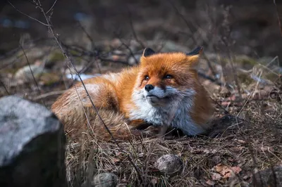 Картинки природа, весна, дерево, цветение, цветки, животное, кот - обои  1600x900, картинка №421094