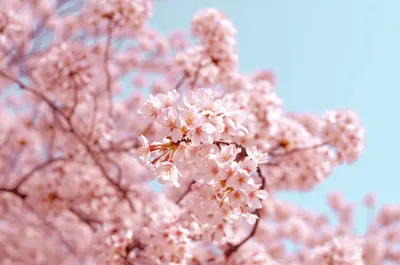 Обои на рабочий стол Весна, сакура, ветка, цветы, красота, птица - Весна -  Природа - Картинки, фотографии
