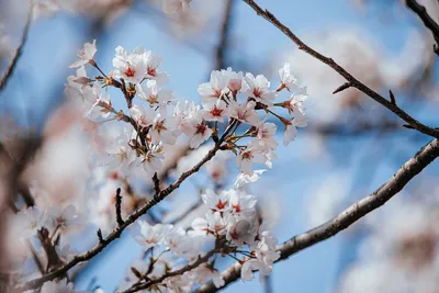 Фотографии сакуры Весна розовых Природа Крупным планом Цветущие