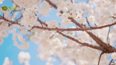 НТВ on X: "А в Японии — весна! #Сакура начала цвести на десять дней раньше,  чем обычно. Фото: Yuriko Nakao, Reuters /j7eL5vrXzK" / X