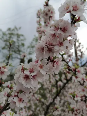 Цветущая сакура на фоне природы весеннего неба И картинка для бесплатной  загрузки - Pngtree
