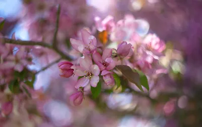 Весна, сакура зацвела, фото портрет